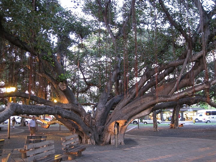 02 Banyan tree in Lahaina.jpg